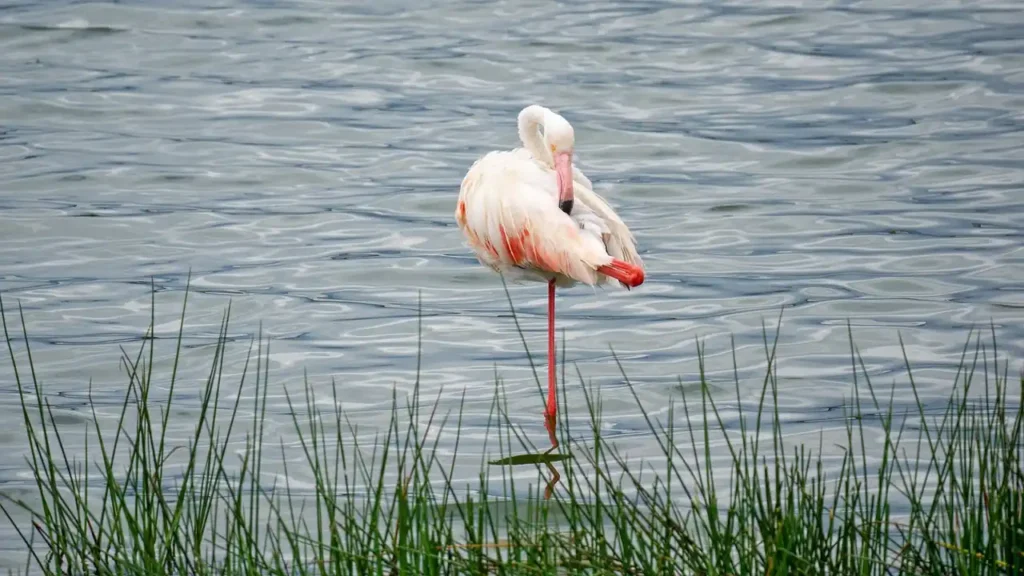 Flamingo Lake​