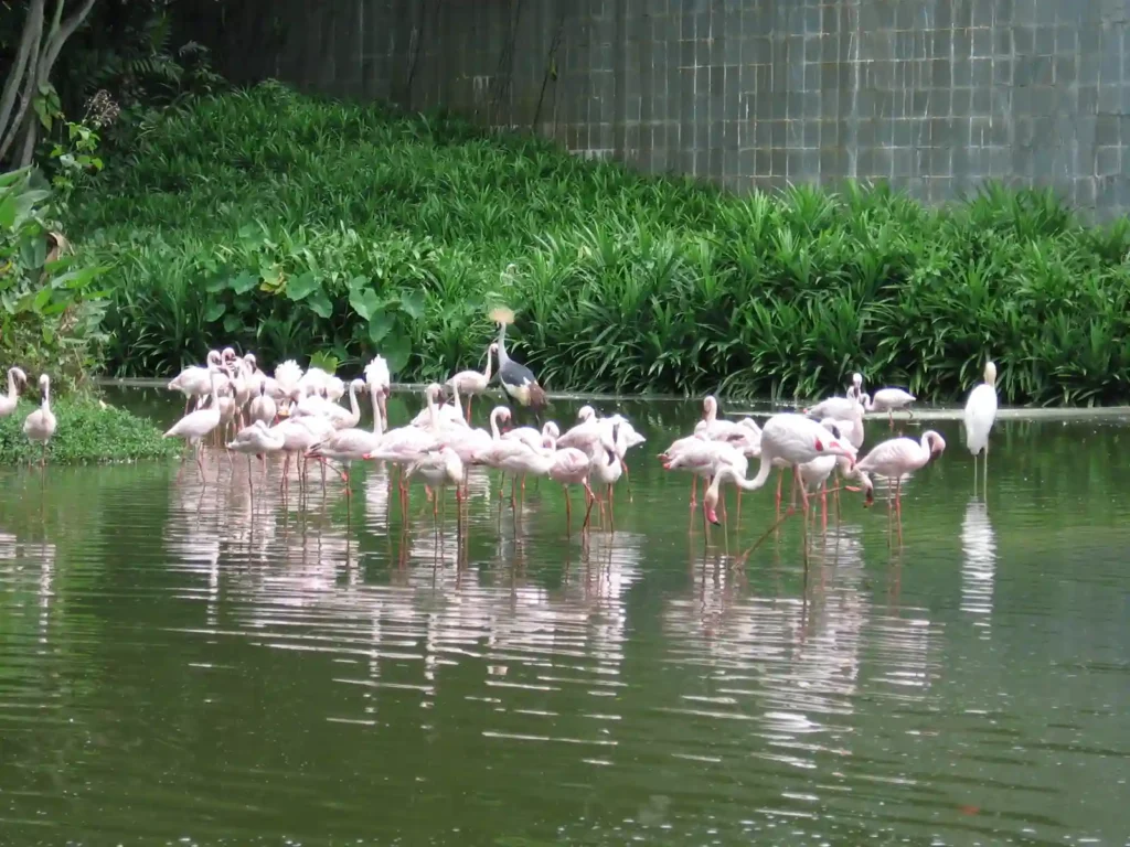Flamingo Pool​